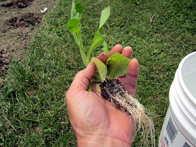 Garden20130517_616_BBseedlings_roots_400.jpg