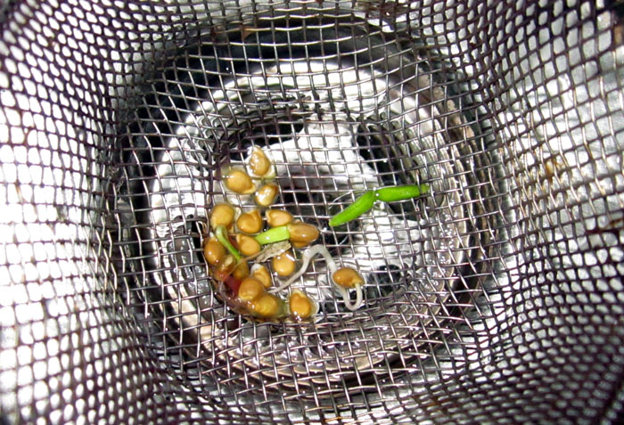 Garden20260809_7830_Sink_tomaoSeedGermination_700.jpg