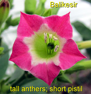 Garden20120830_466_Balikesir_shortPistil_300.jpg