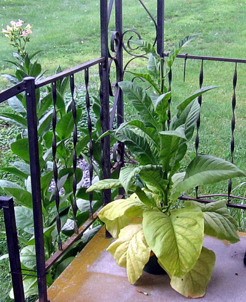 Garden20260811_7832_LongRed_IzmirOzbas_porch_600v.jpg