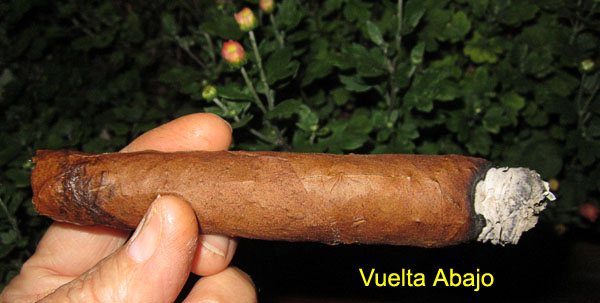 Garden20170926_3122_cigar_VueltaAbajo_600.jpg