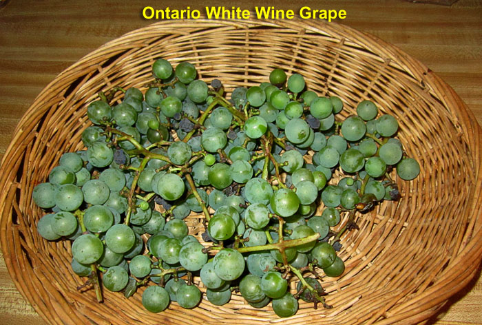 Garden20240727_7417_OntarioGrapes_harvested_700.jpg