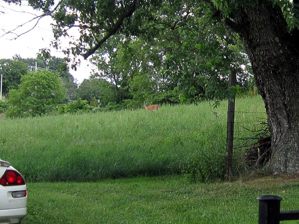 Garden20220702_6518_deerInPasture_600.jpg