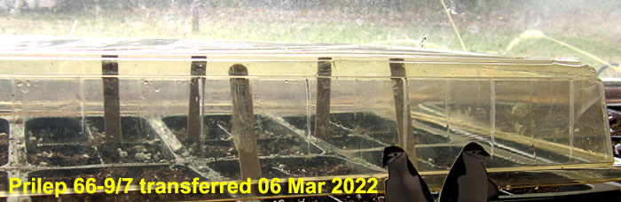 Garden20220306_6260_Prilep66_9_7_transferred_700.jpg
