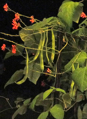 Garden20130813_894_ScarletRunner_9inchBeans_300.jpg