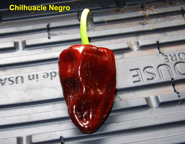 Garden20230917_7251_ChilhuacleNegro_dryingAlone_600.jpg
