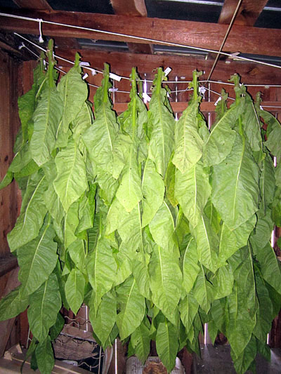 Garden20150809_2015_stalkHarvesting_hanging_400.jpg