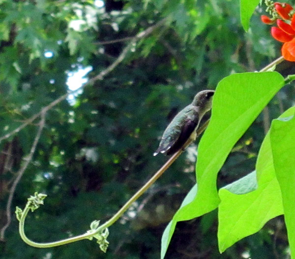 Garden20130726_852_Hummingbird_perched_600.jpg