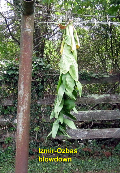 Garden20260814_7834_IzmirOzbas_blowdown_hanging_600v.jpg