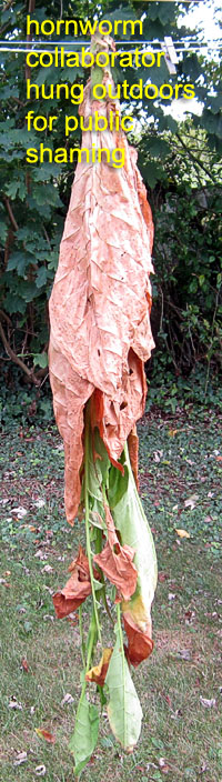 Garden20170907_3037_hornwormCollaborator_200.jpg