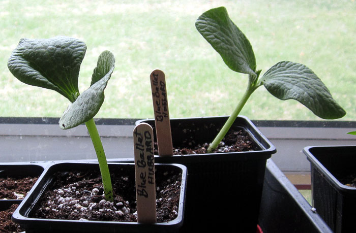 Garden20230322_6902_BlueBalletHubbardSquash_seedlings_700.jpg