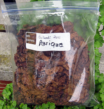 Garden20160529_2165_ChillardPeriqueGallonBag_400.jpg