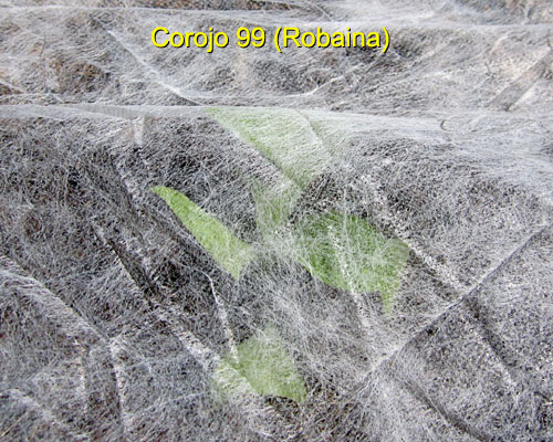 Garden20170519_2643_Corojo99_underAgribon_500.jpg