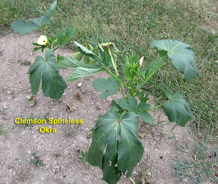 Garden20260906_7849_Okra_gardenBed_700.jpg