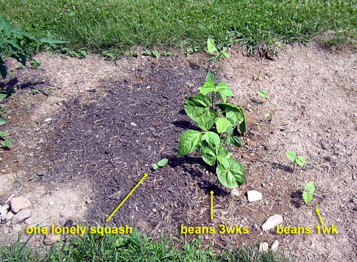 Garden20260625_7788_veggieBed_E_700.jpg