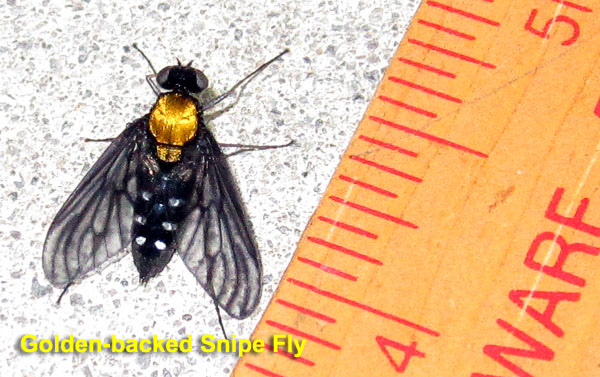 Garden20220530_6367_GoldenBackedSnipeFly_600.jpg