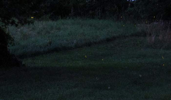 Garden20220712_6543-5composite_Fireflies_700.jpg
