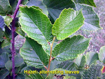Garden20140628_1283_hazel_alternatingLeaves_400.jpg