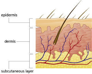 01_skin_layers.jpg