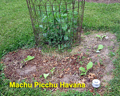 Garden20220513_6346_MachuPicchu_peas_bed_400.jpg