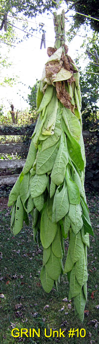 Garden20150916_2107_GRIN_unk10_hangingStalks_200.jpg