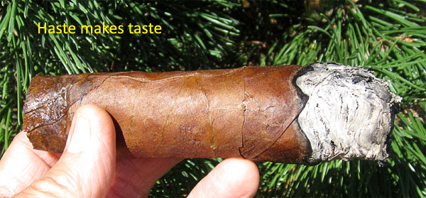 Garden20180808_3777_cigar_longScrap_600.jpg