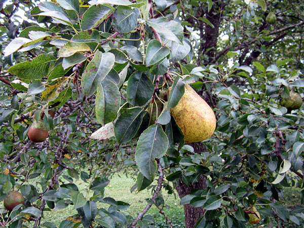 Garden20220830_6637_pearsOnTree_600.jpg