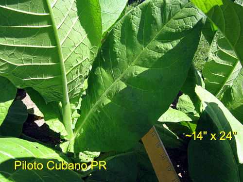 Garden20170710_2816_PilotoCubano_leafDetail_500.jpg