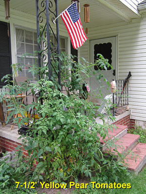 Garden20140724_1371_YellowPearTomatoes_300.jpg