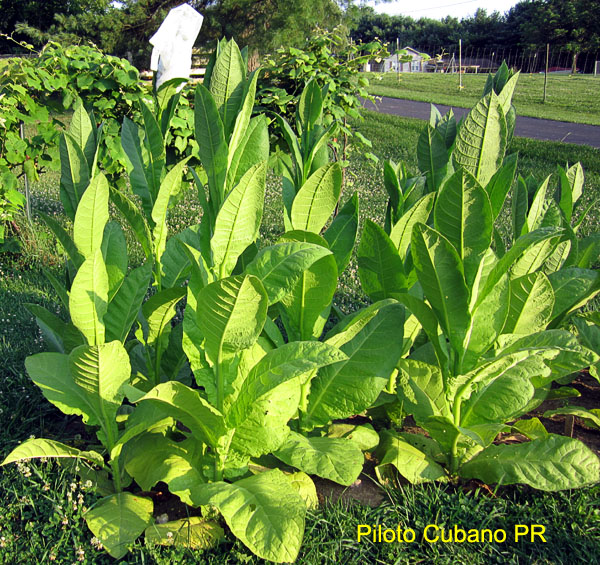 Garden20170717_2869_PilotoCubanoPR_bed_600.jpg