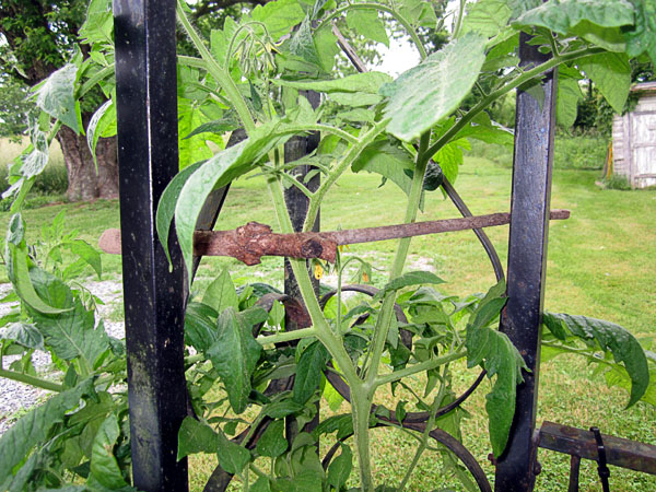 Garden20230604_7022_porchTomato_crossBrace_600.jpg