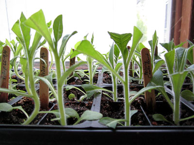 Garden20140511_1154_clippedSeedlings02_400.jpg