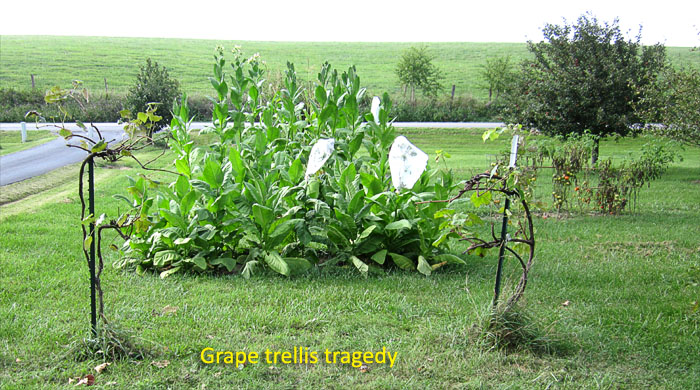 Garden20180817_3815_grapeTrellisTragedy_700.jpg