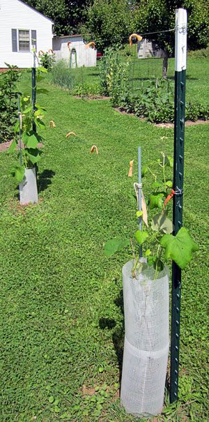 Garden20130622_700_grapeTrellis_300.jpg