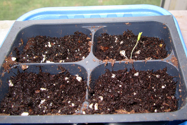 Garden20200323_4981_1stVeggieGermination_600.jpg