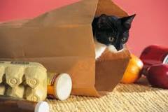 catOutOfBag.jpg