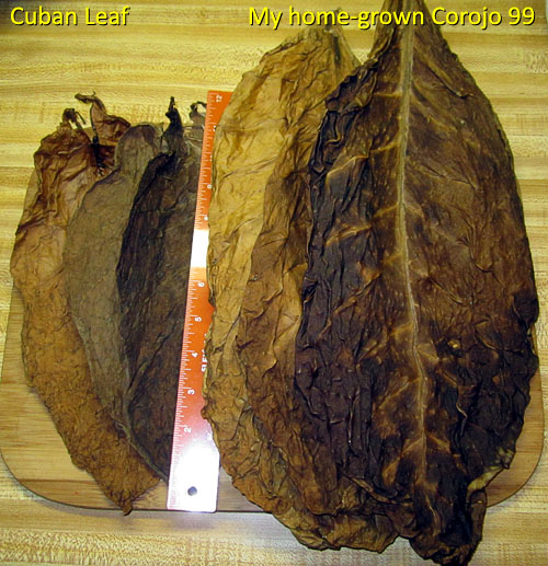 Garden20170309_2477_CubanLeafCompare_500.jpg