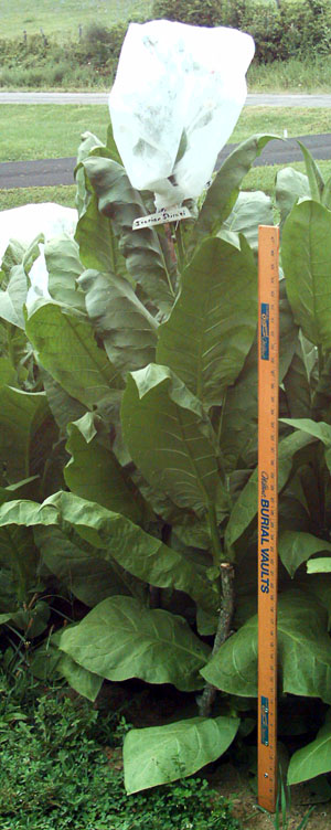 Garden_20110716_01_Shirazi_300.jpg