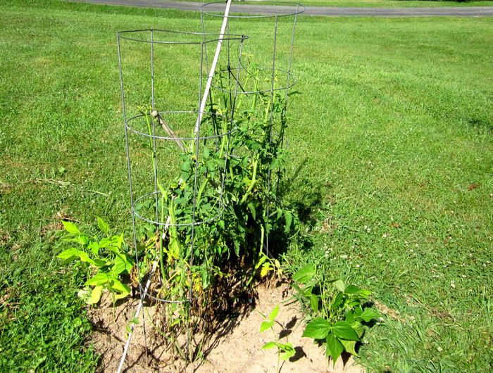 Garden20250715_7623_Tomato_pruned_700.jpg