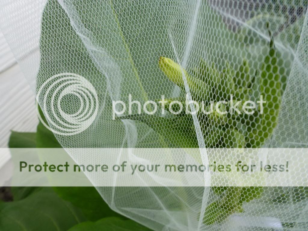 plantstuff446_zpsd2ca87f9.jpg