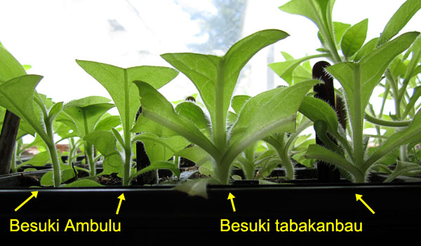 Garden20170507_2614_Besuki_ambulu_v_tabakanbau_600.jpg