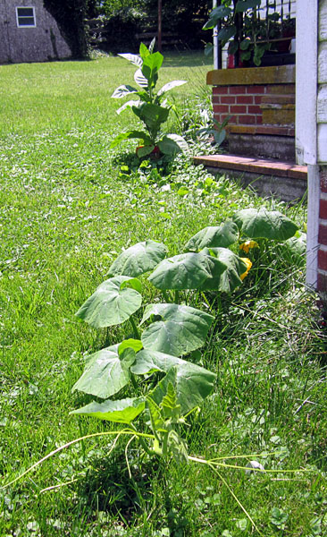 Garden20210703_5822_CandyRoaster_potted_600v.jpg