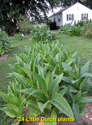 Garden20140725_1379_LittleDutch_bed_300.jpg