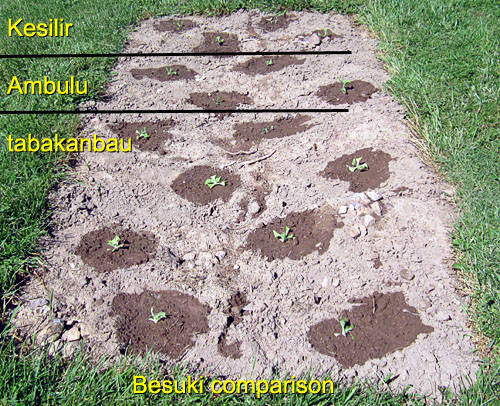Garden20170519_2644_Besuki_bed_500.jpg