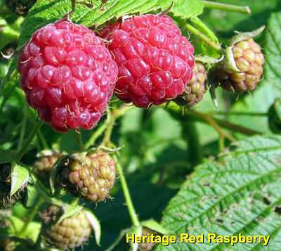 Garden20130816_903_RedRaspberry_400.jpg