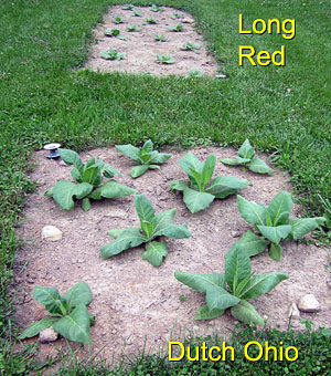 Garden20150617_1826_LongRed_Dutch_beds_300.jpg