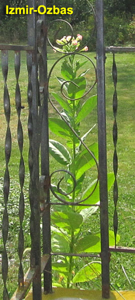 Garden20260918_7858_IzmirOzbas_porch_600v.jpg