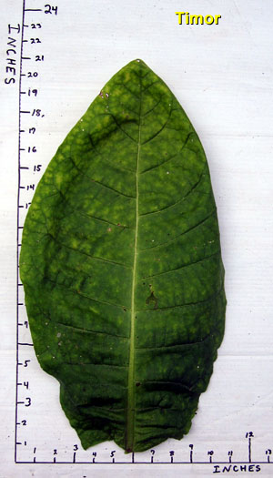 Garden20140921_1574_Timor_leafSize_300.jpg