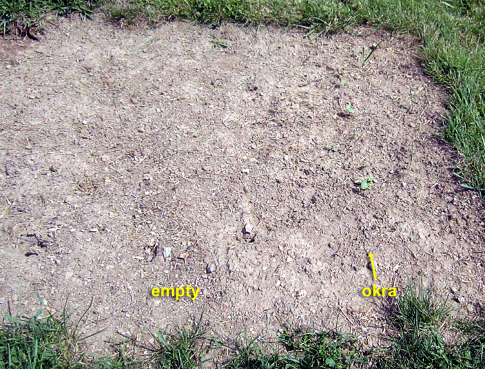 Garden20260625_7789_veggieBed_W_700.jpg