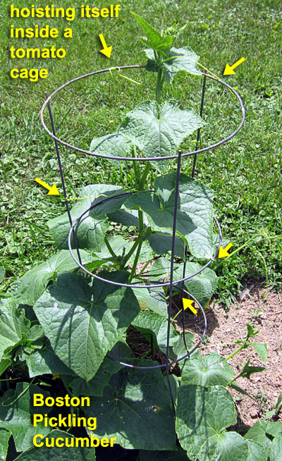 Garden20230705_7091_cuke_tomatoCage_400.jpg